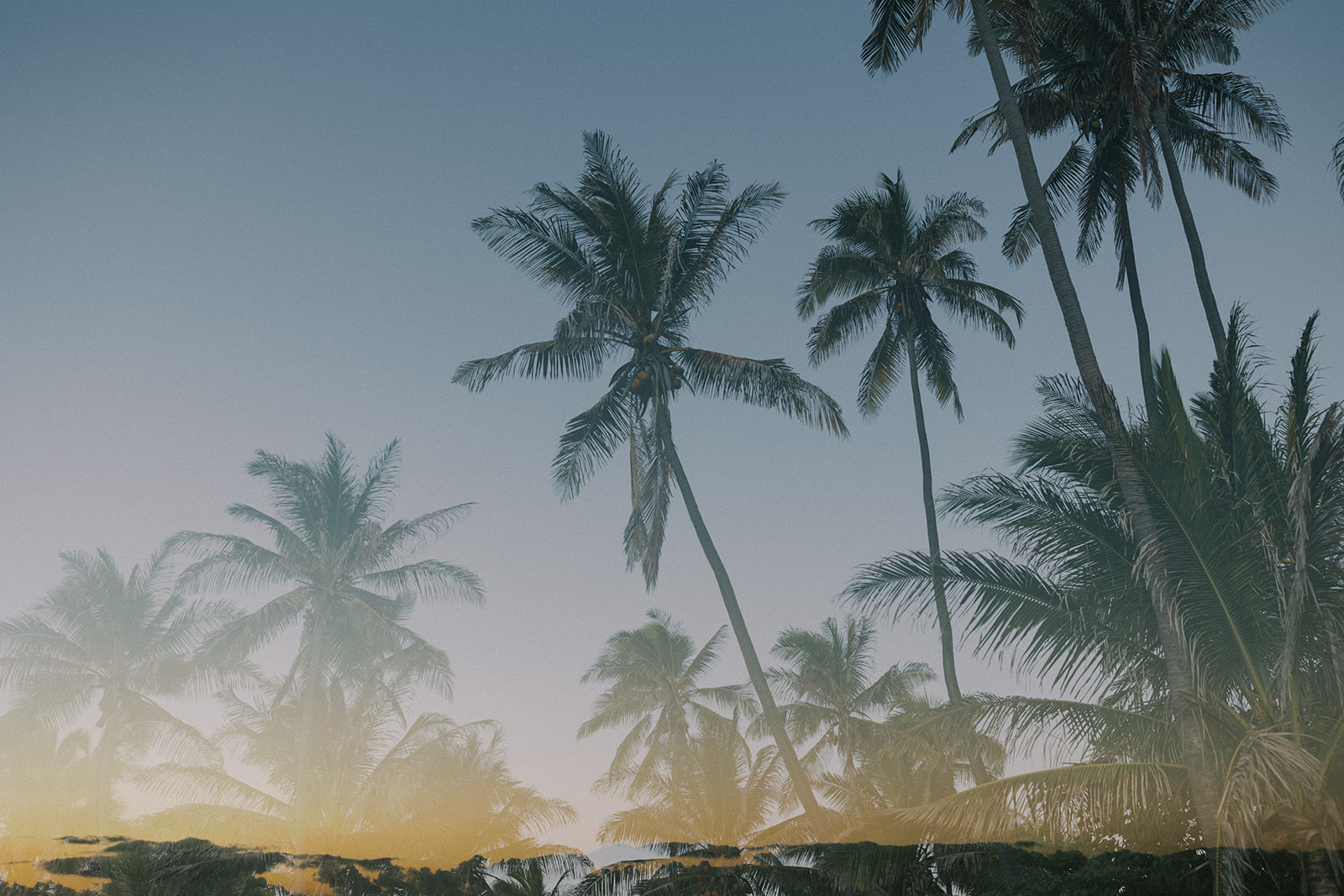 Double exposure of coconut trees over the sunrise at Punalu'u Beach.